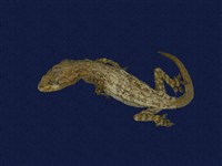 藏品(蝎虎)的圖片